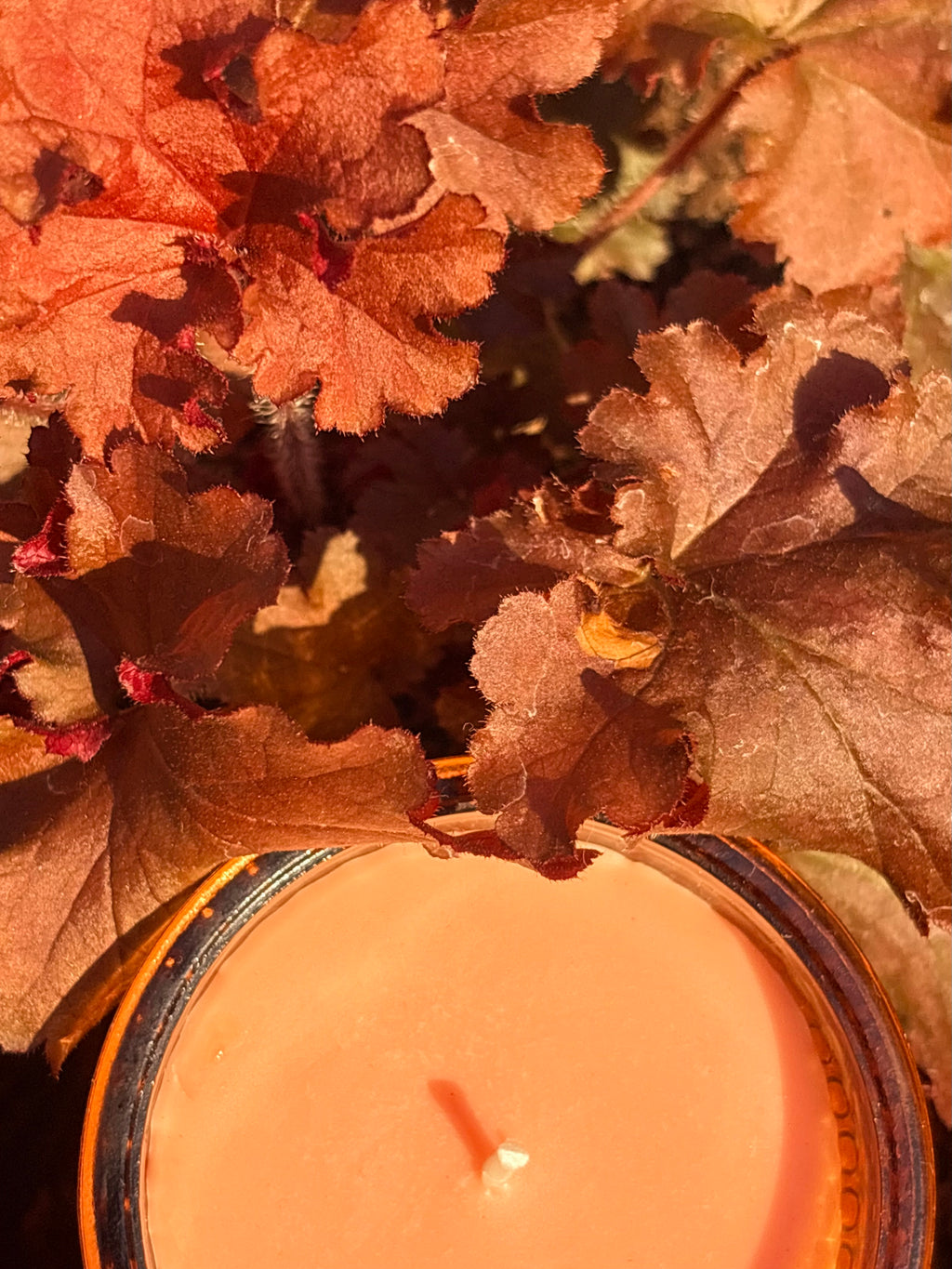 Pumpkin Pie